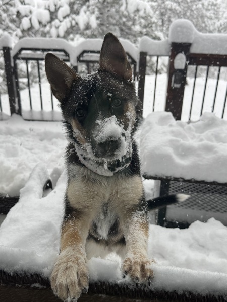 Entry image for Halo. Clicking this image will show a larger photo