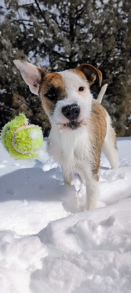 Entry image for Shark. Clicking this image will show a larger photo