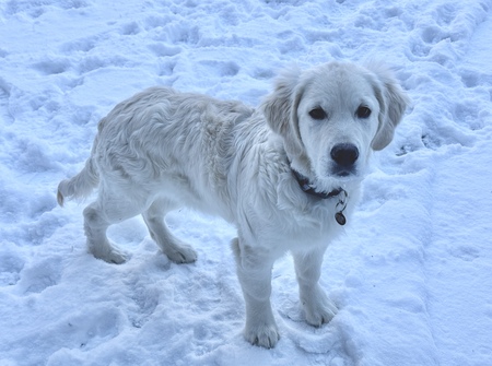 Entry image for Siouxsie Cloud Dancer. Clicking this image will show a larger photo