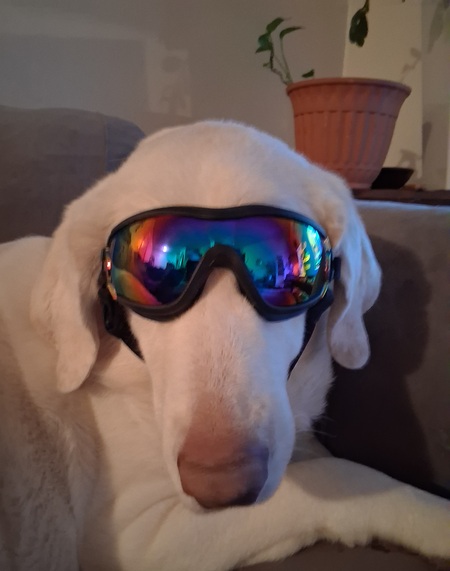 Entry image for Roamy. Clicking this image will show a larger photo