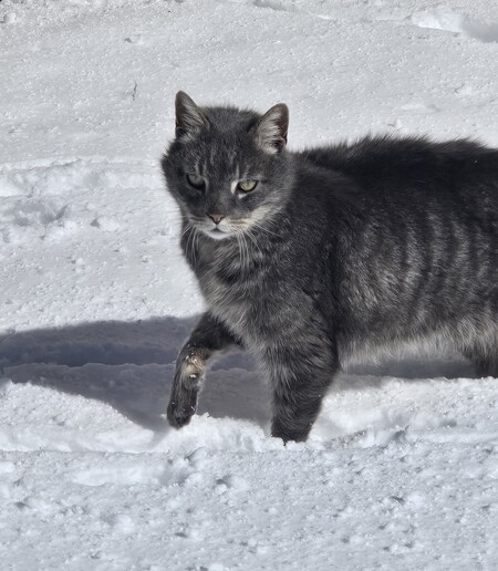 Entry image for Tigger. Clicking this image will show a larger photo