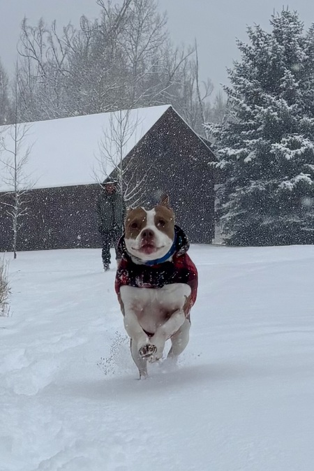 Entry image for Bee. Clicking this image will show a larger photo