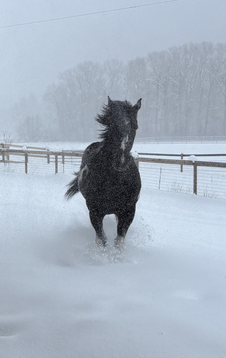 Entry image for Jasper. Clicking this image will show a larger photo