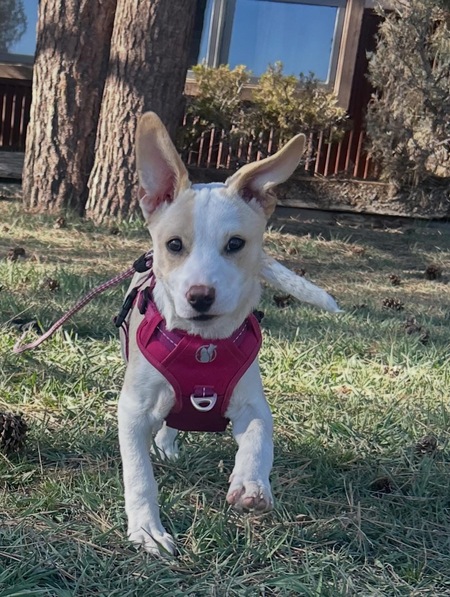 Entry image for Bridget. Clicking this image will show a larger photo