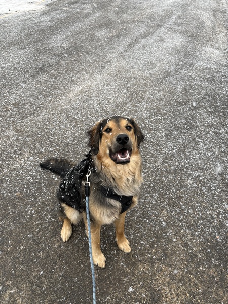 Entry image for Vader. Clicking this image will show a larger photo