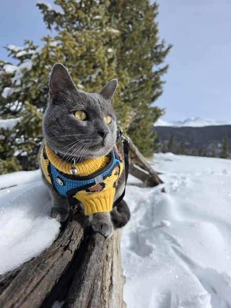 Entry image for JASPER. Clicking this image will show a larger photo