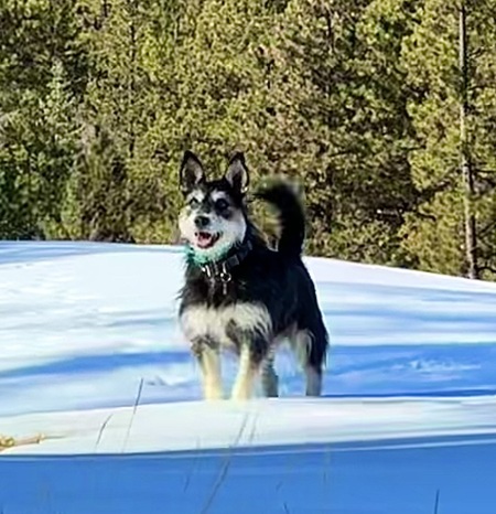 Entry image for Xena. Clicking this image will show a larger photo