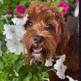 Entry image for Ginger