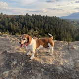 Entry image for Dixie