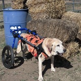 Entry image for Buddy