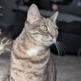 Entry image for Minnie