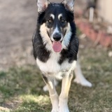 Entry image for Bucky