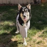 Entry image for Bucky (AKA T-Rex)