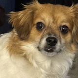 Entry image for Rocky