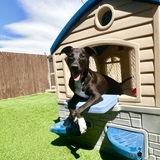 Entry image for Roscoe