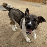Entry image for Ranger