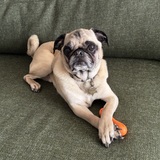 Entry image for Gizmo