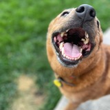 Entry image for biscuit