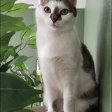 Entry image for Evie