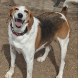 Entry image for Rosie