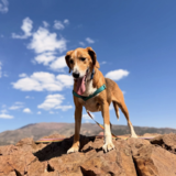 Entry image for Buddy
