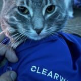 Entry image for Stitch  “Clearwave Kitty”