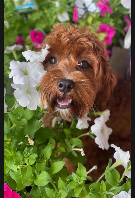 Entry image for Ginger. Clicking this image will show a larger photo