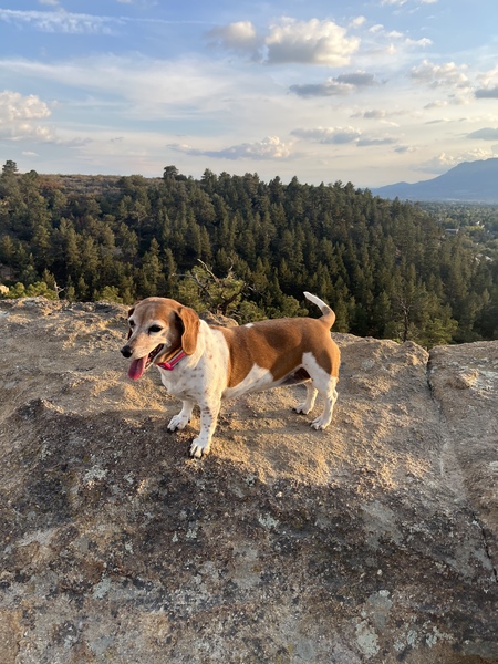 Entry image for Dixie. Clicking this image will show a larger photo