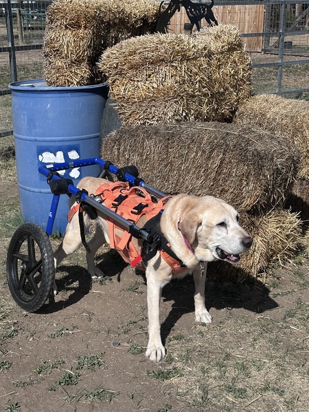 Entry image for Buddy. Clicking this image will show a larger photo