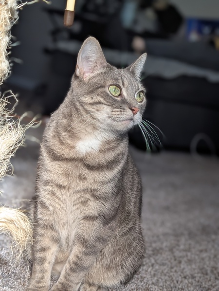 Entry image for Minnie. Clicking this image will show a larger photo