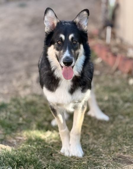 Entry image for Bucky. Clicking this image will show a larger photo