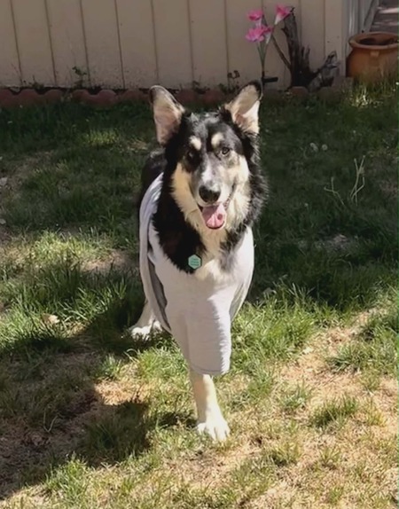 Entry image for Bucky (AKA T-Rex). Clicking this image will show a larger photo