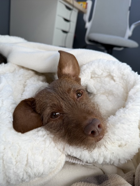 Entry image for Cocoa . Clicking this image will show a larger photo