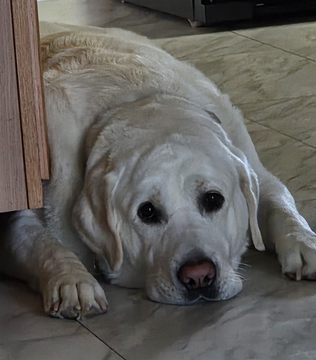 Entry image for Hudson. Clicking this image will show a larger photo