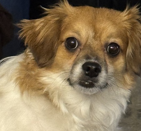 Entry image for Rocky. Clicking this image will show a larger photo