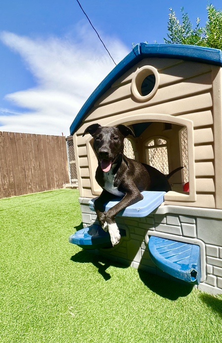 Entry image for Roscoe. Clicking this image will show a larger photo