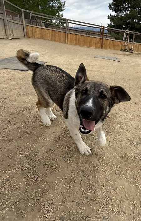 Entry image for Ranger. Clicking this image will show a larger photo