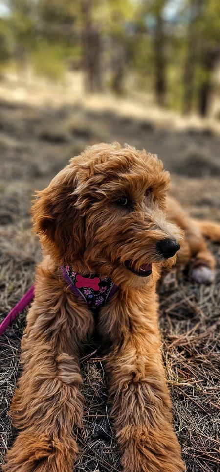 Entry image for Stella. Clicking this image will show a larger photo