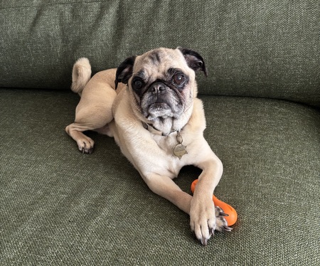Entry image for Gizmo. Clicking this image will show a larger photo