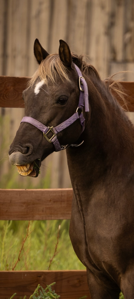Entry image for Luna. Clicking this image will show a larger photo