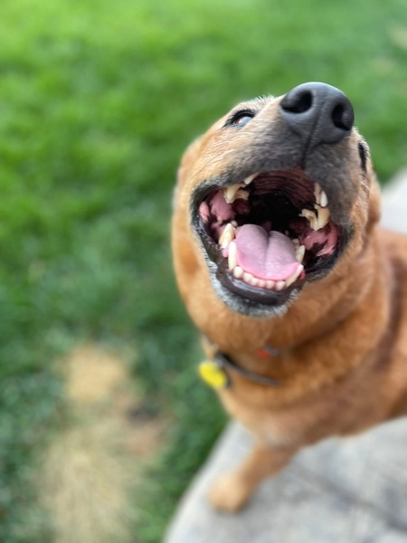 Entry image for biscuit. Clicking this image will show a larger photo