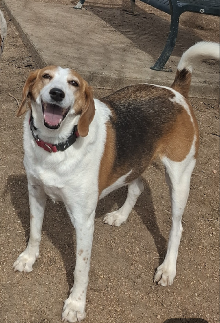 Entry image for Rosie. Clicking this image will show a larger photo