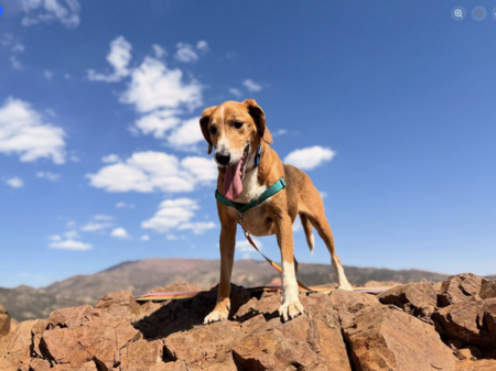 Entry image for Buddy. Clicking this image will show a larger photo