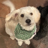 Entry image for Ziggy