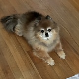 Entry image for Nicky