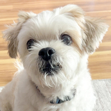 Entry image for Gilbert