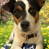 Entry image for Bella