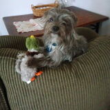 Entry image for Teddy