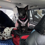 Entry image for Faith