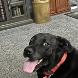 Entry image for Abraham Lincoln